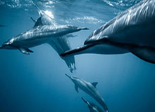 乐鱼体育下载-【西乙】武磊首发失单刀 西班牙人3比1逆转获两连胜